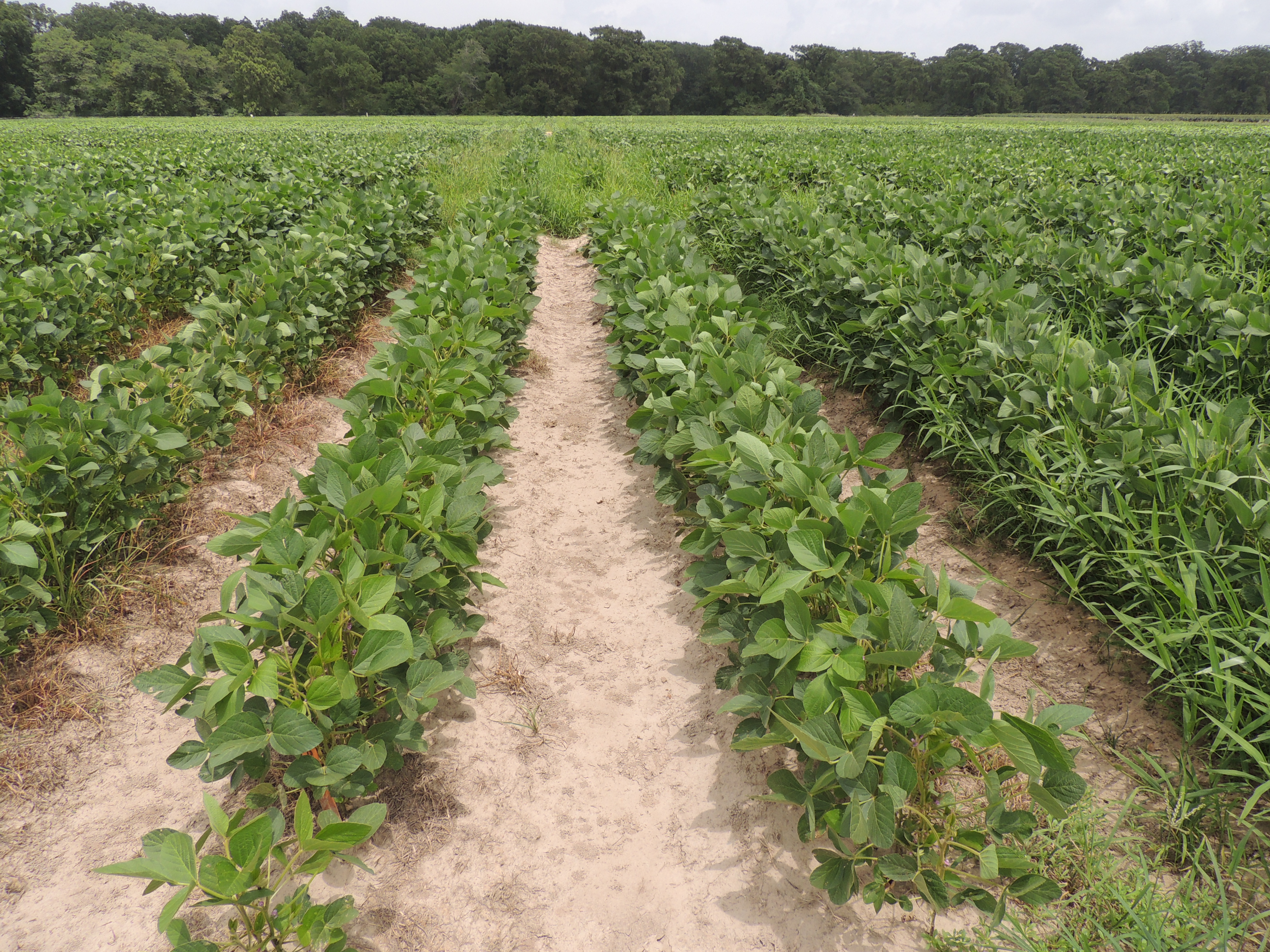 New cropping systems, methods part of weed control research
